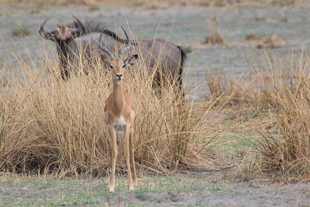 Impalas sind in der Regel neugieriger als die eher ängstlichen Gnus © Michael Stauner