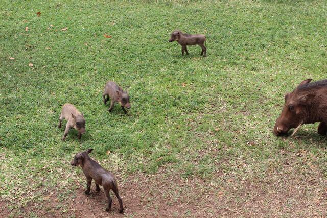 Kleine Warzenschweine laufen durch Kasane und die Chobe Safari Lodge. © Michael Stauner