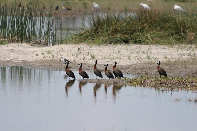 Witwenenten im Gänsemarsch © Michael Stauner