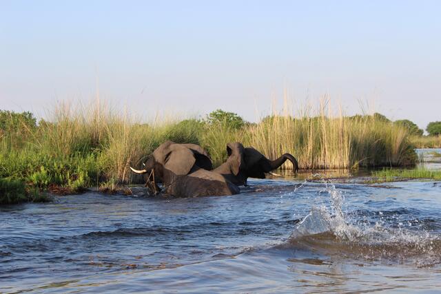Elefanten baden im Okavango © Michael Stauner