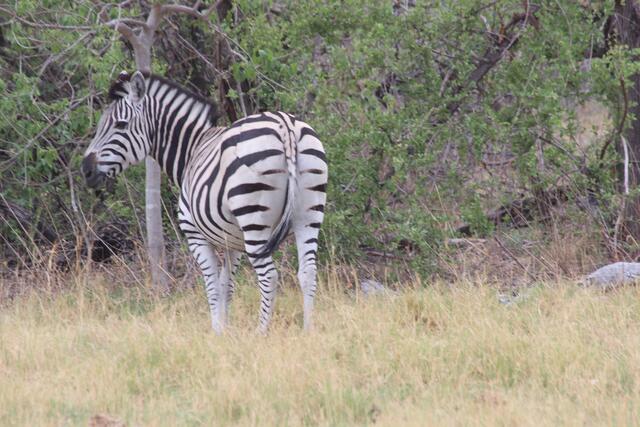 Nur Zebras stehen Querstreifen © Michael Stauner