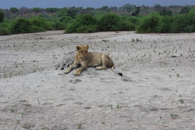Junges Löwenmännchen im Chobe Nationalpark © Michael Stauner