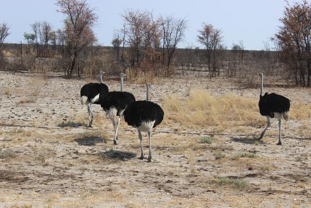 Vier Straußen-Burschen auf dem Weg ins Okavango-Delta © Michael Stauner