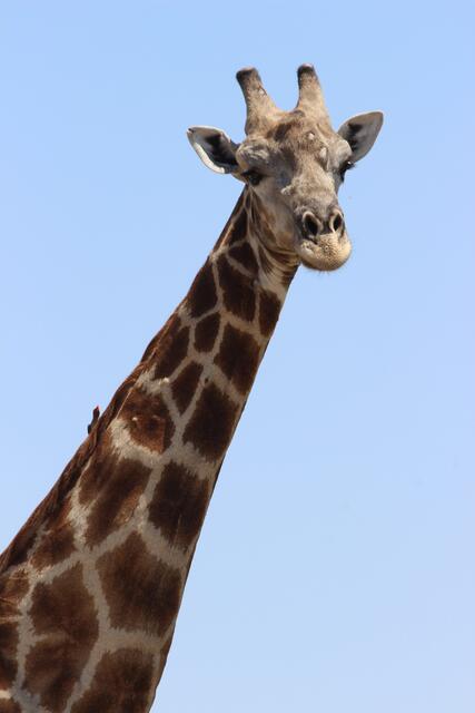 Feste Flecken, klare Konturen - Giraffe im besten Alter © Michael Stauner