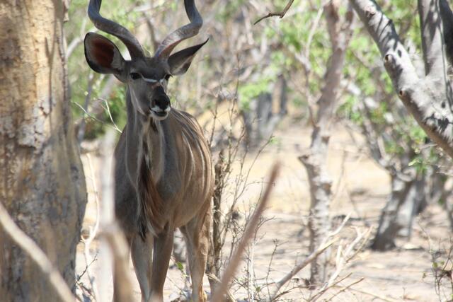 Ein prächtiges Kudu im Moremi Wildreservat © Michael Stauner
