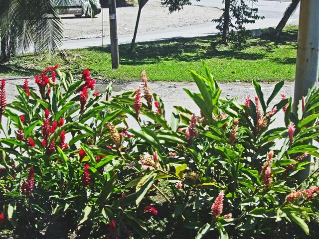 Puerto Limón - Costa Rica.