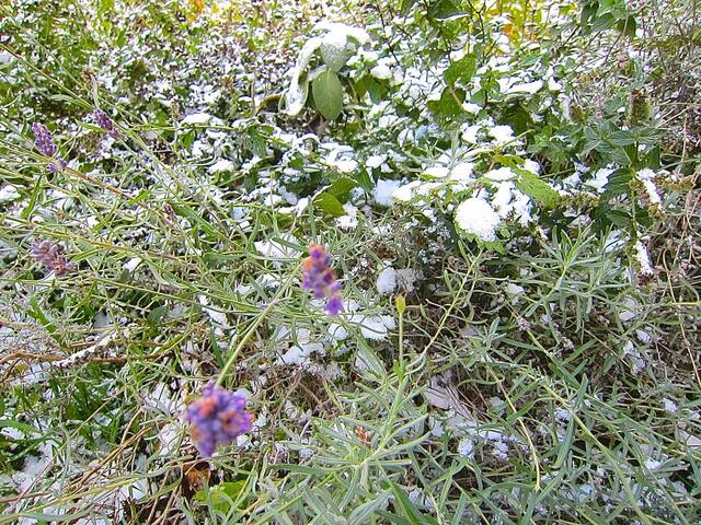 Ich wollte den Lavendel schon längst runtergeschnitten haben - Kräuterbeet mit Schneehaube
