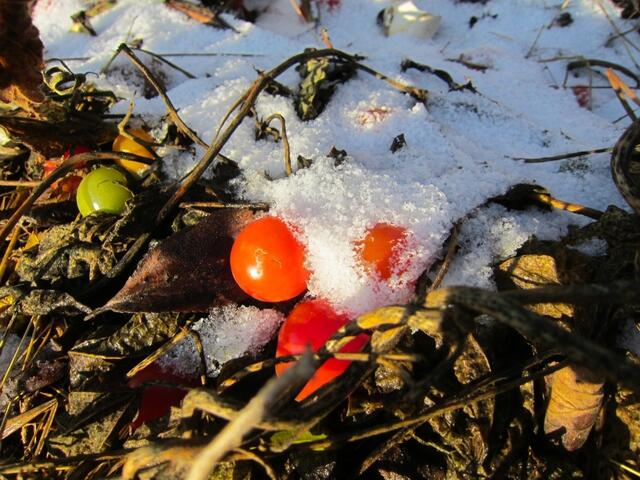 Tomaten im Schnee? - aber diese sind letzten sind aus dem Karton im Haus und direkt auf dem Kompost gelandet