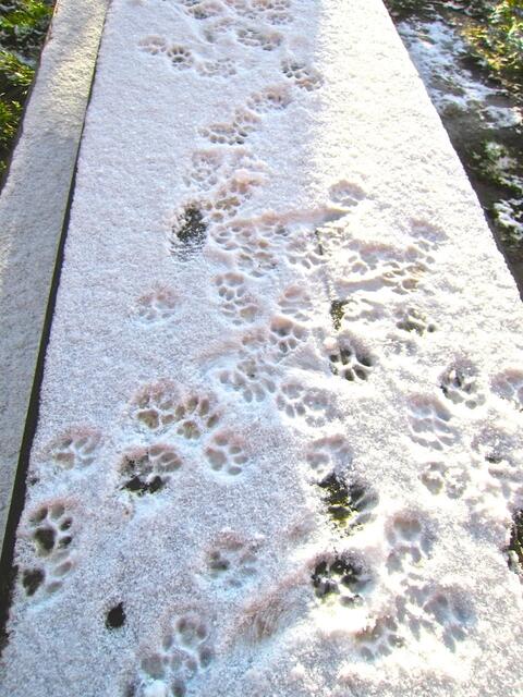 So sah die geschlossene Schneedecke auf dem Tisch wenig später aus