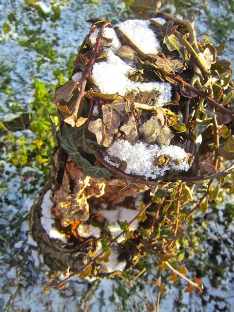 Baumstumpen mit Efeu und etwas Puderzucker-Schnee