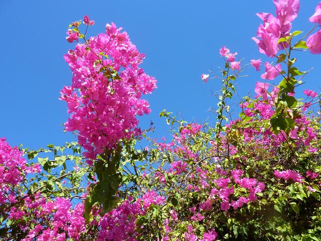 Leuchtende Bougainvillia säumt den Weg in Richtung La Caleta.