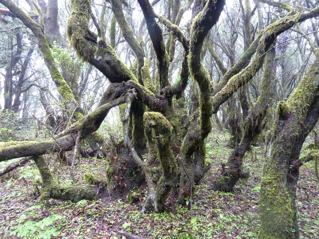 Bizarre Baumgestalten im Regenwald von La Gomera
