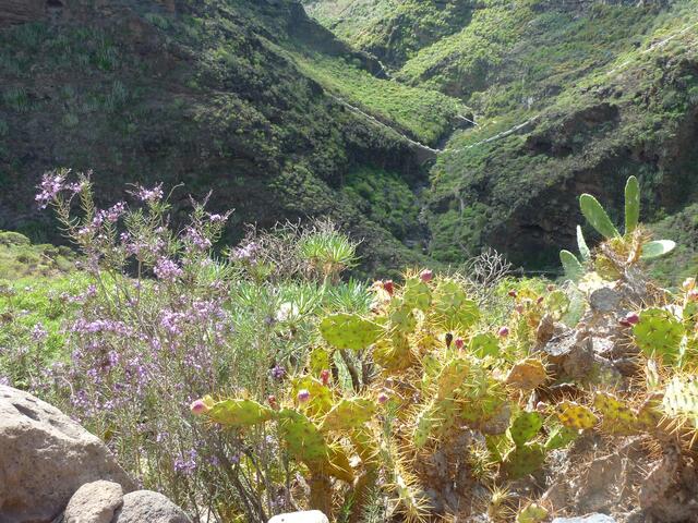 Im Barranco del Infierno (Höllenschlucht) bei Adeje