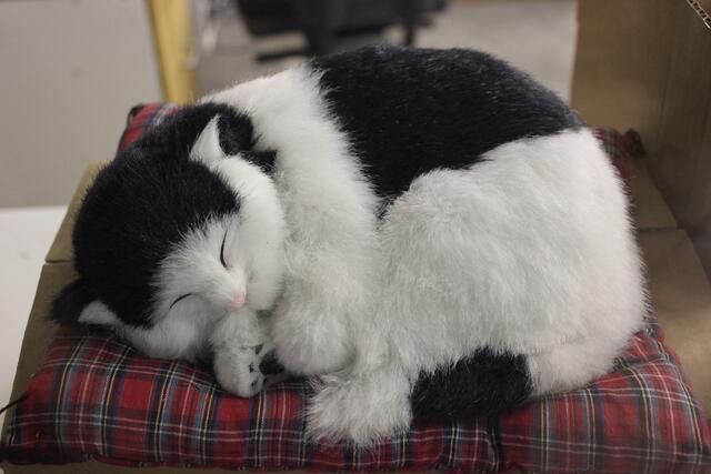 Was meint ihr? Eine echte Katze?