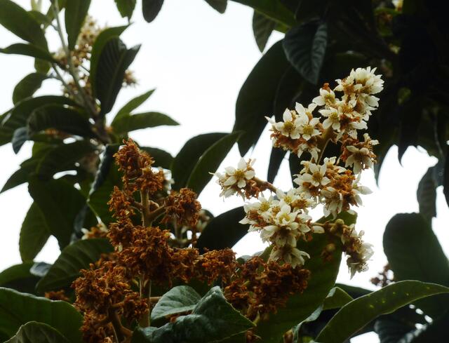 Blüte und Verblühtes