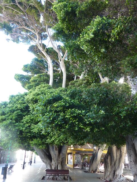 Mächtige Ficusbäume auf einem Platz in San Sebastian
