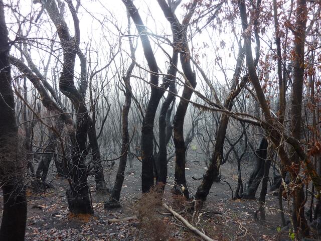 Der Waldbrand im Sommer hat Spuren hinterlassen.