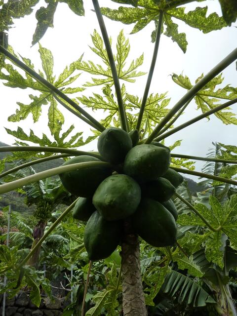 Papayas