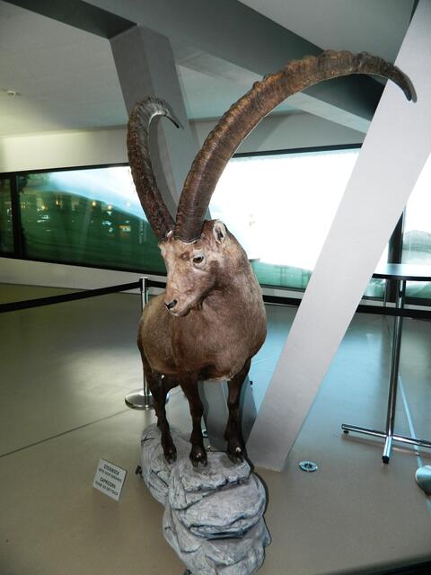 Steinbock