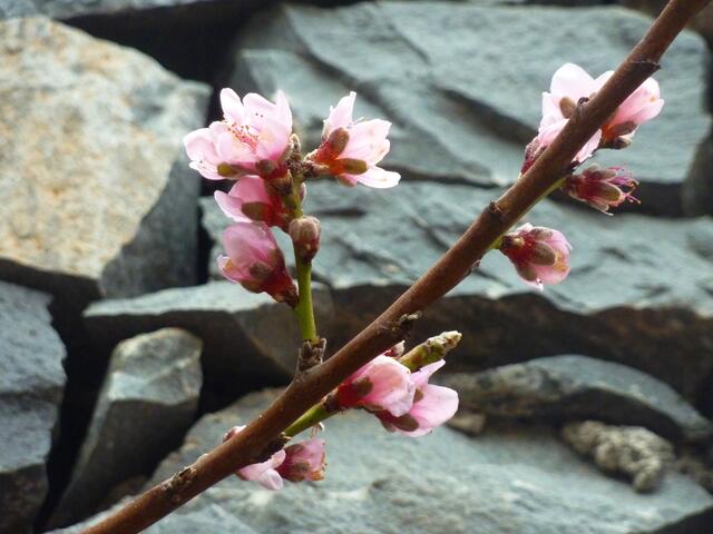 Nektarinenblüten