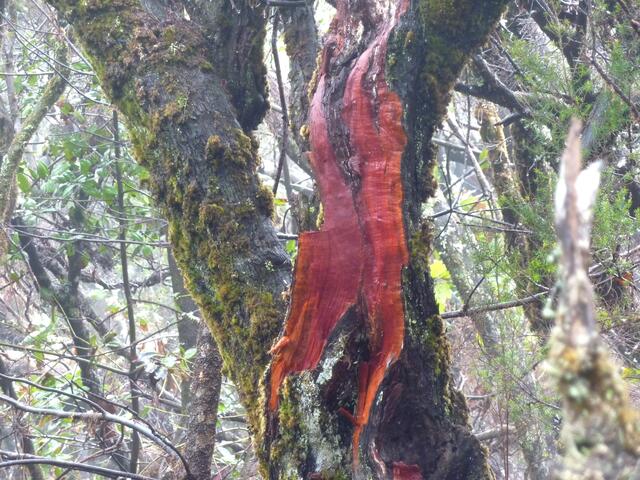 Das Holz ist nach dem Astbruch leuchtend rot.