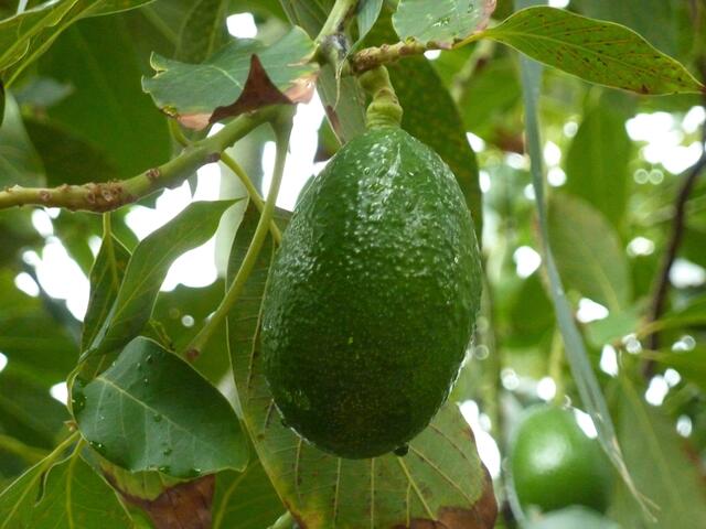 Avocado