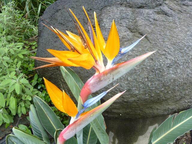 Strelitzie oder Papageienblume