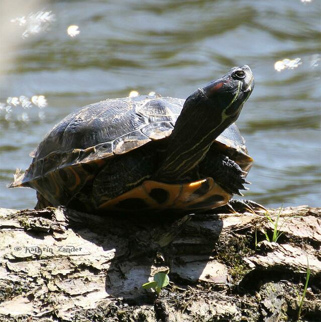 23.7. hinter der war ich seit Monaten hinterher endlich habe konnte ich die Rotwangenschildkröte am Altwasser überlisten