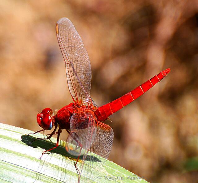 Feuerlibelle