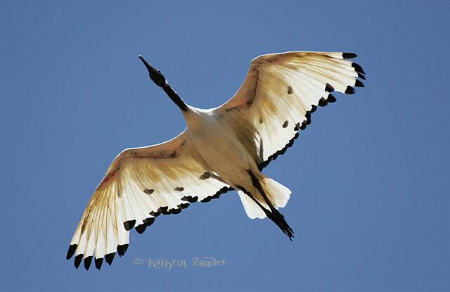 und dann endlich Urlaub auf Gran Canaria und gleich einen Ibis erwischt