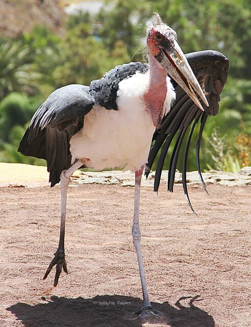 Marabu ganz nah
