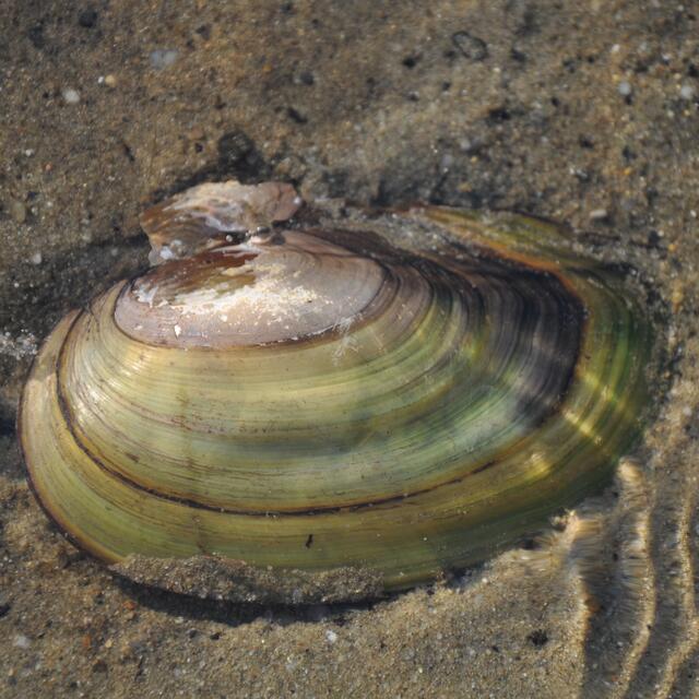 BURGDORFER LAND © OKOK TELEVISION