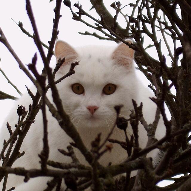 BURGDORFER LAND © OKOK TELEVISION