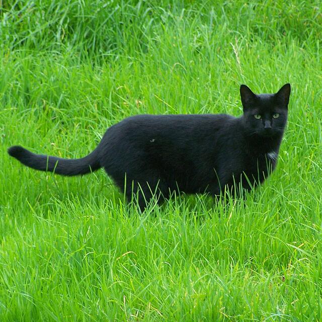 BURGDORFER LAND © OKOK TELEVISION