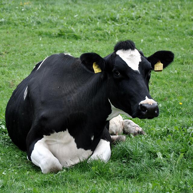 BURGDORFER LAND © OKOK TELEVISION