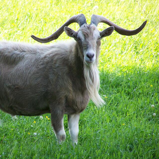 BURGDORFER LAND © OKOK TELEVISION