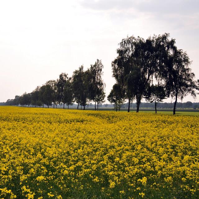 BURGDORFER LAND © OKOK TELEVISION