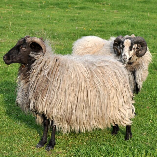 BURGDORFER LAND © OKOK TELEVISION