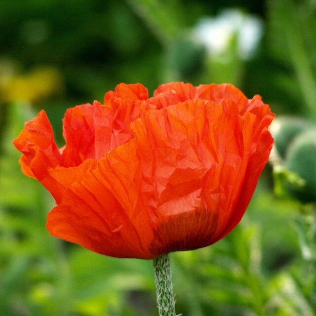 BURGDORFER LAND © OKOK TELEVISION