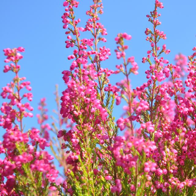 BURGDORFER LAND © OKOK TELEVISION