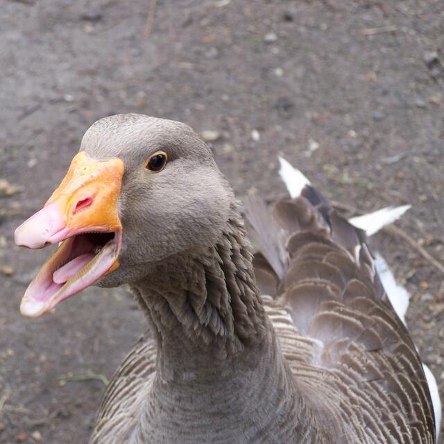 BURGDORFER LAND © OKOK TELEVISION