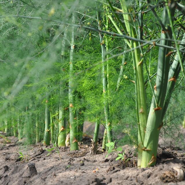 Burgdorfer Land © OKOK TELEVISION