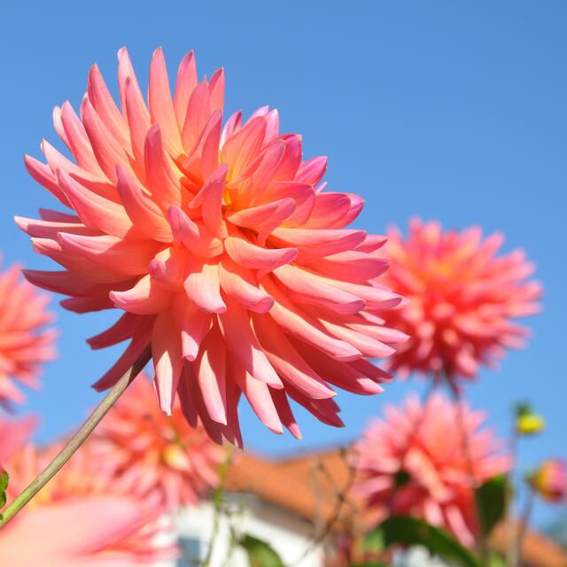 BURGDORFER LAND © OKOK TELEVISION