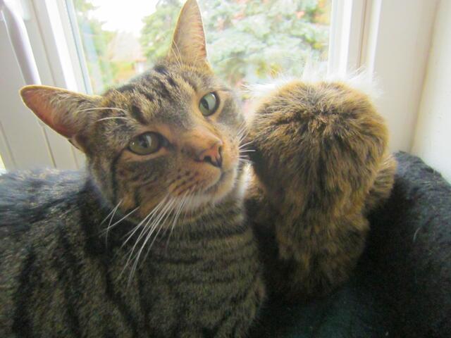 Fritz im Namen unserer beiden Katzen + Kletto