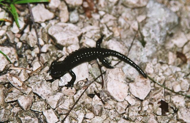 Überall auf dem Weg oberhalb der Höllental-Klamm Alpensalamander. In der Dunkelheit müssen wir bei jedem Schritt aufpassen.