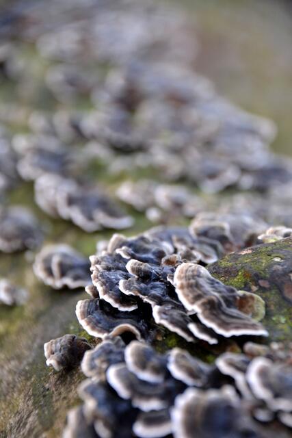Impressionen aus dem Hermann-Löns-Park (Foto: Katja Woidtke)