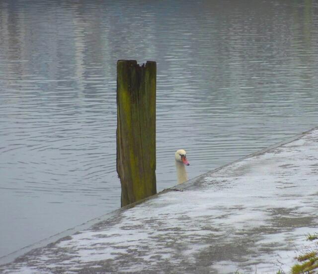 Für den Schwan gibt es nur Glatteis zu sehen.