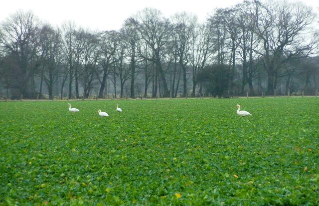Immer genug zu Essen haben (Schwäne auf einem Feld auf der Isernhagener Seite des Wietzeparks)