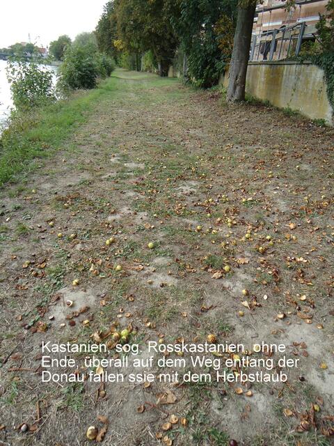 Wander- und Radweg entlang der Donau nach Zirgesheim, hier - Stiftungs St. Johannes, zuk. Wohngebäude "Donaublick"