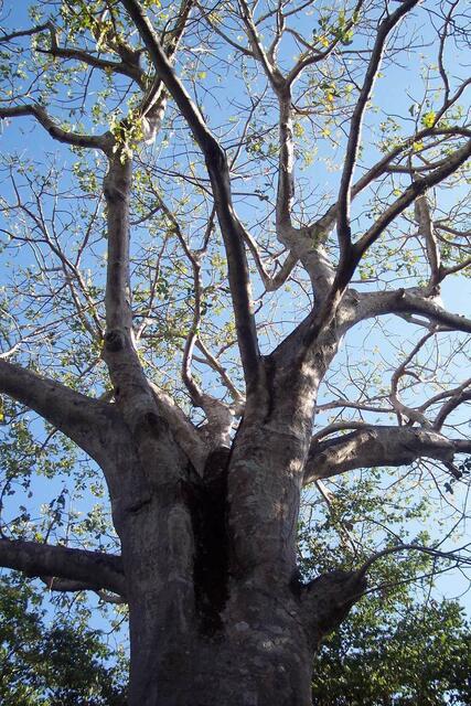 Baobab -Baum